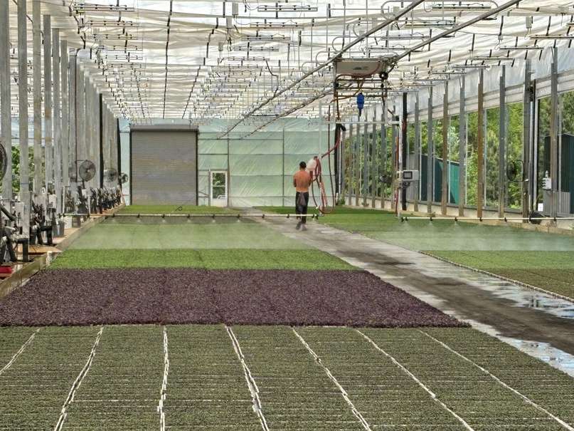 Crops growing under the automated greenhouse control system at City Roots