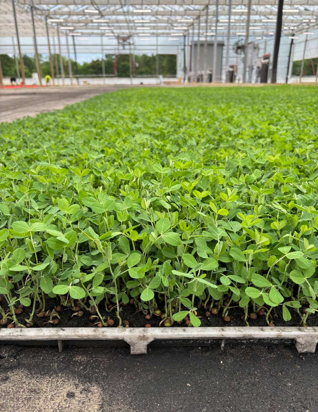 Trays of microgreens growing inside the City Roots industrial greenhouse